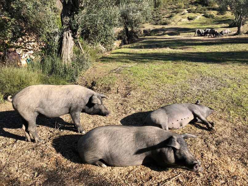 Vista de tres cerdos ibéricos en la dehesa